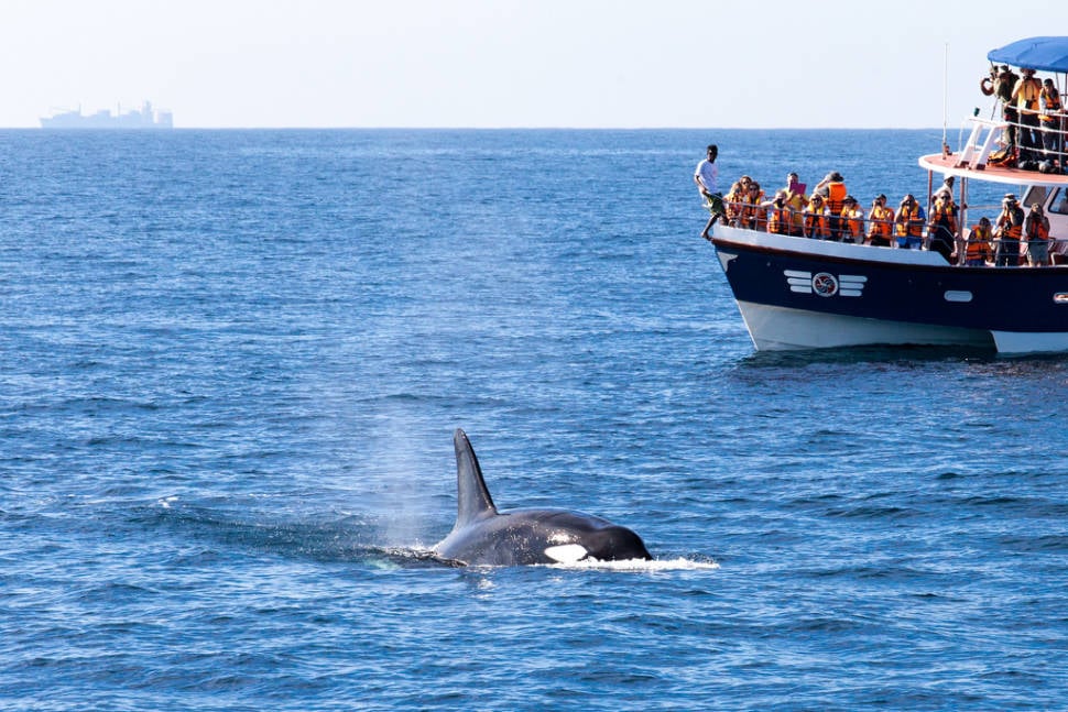 Whale watching off the southern coast