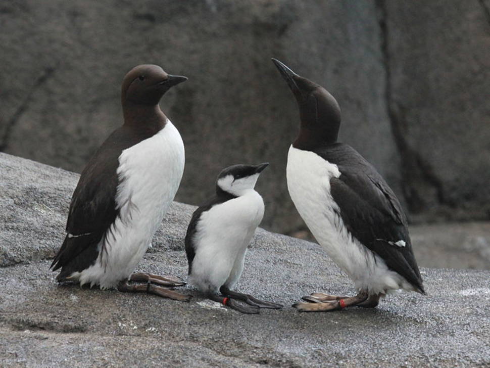 Best time to see Brunnich's Guillemot Bird Bazaar in Svalbard