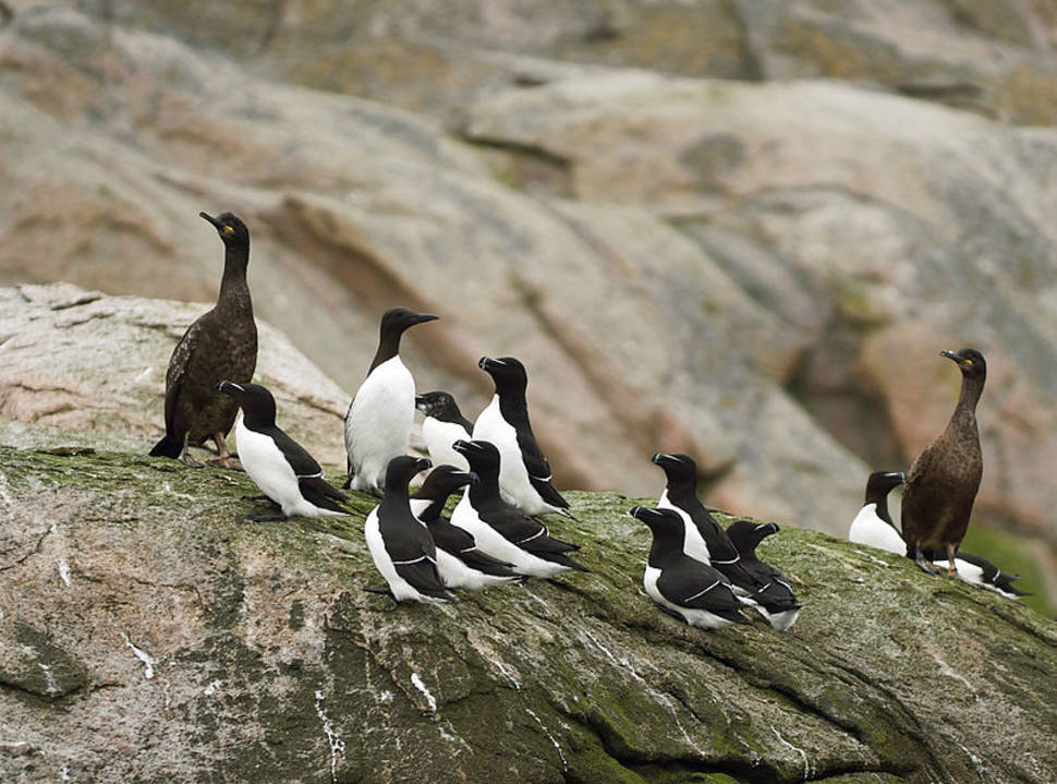 Best time for Brunnich's Guillemot Bird Bazaar in Svalbard