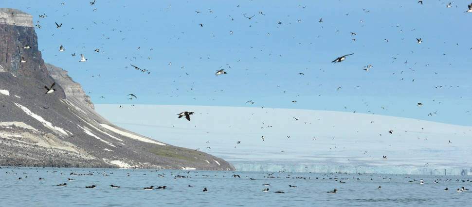 Brunnich's Guillemots at Alkefjellet