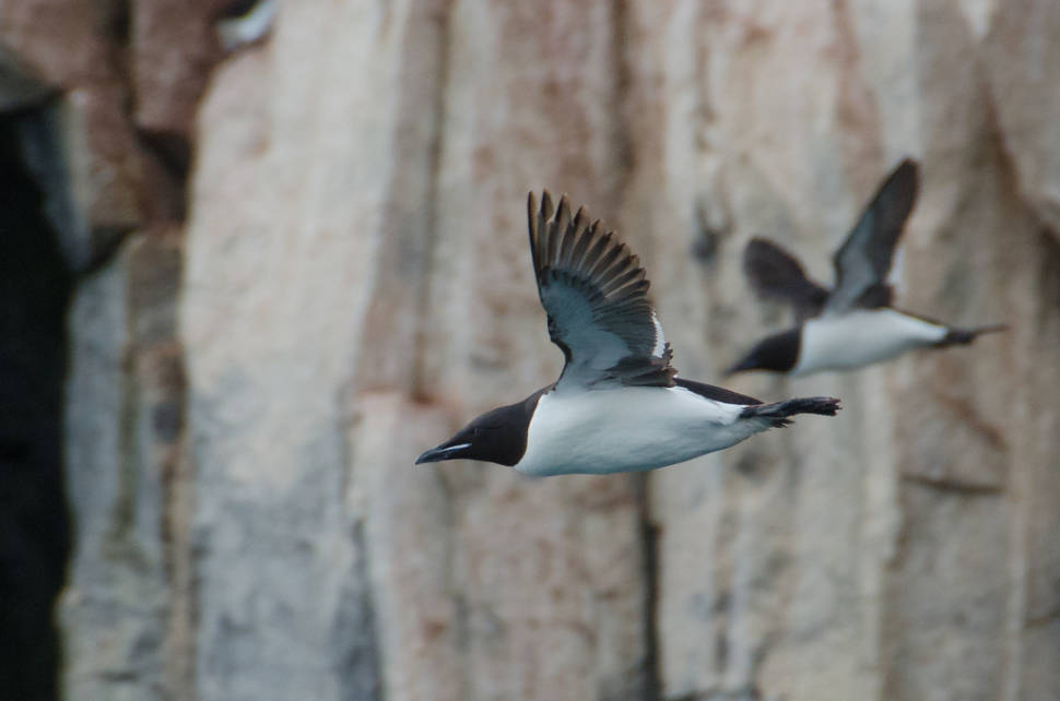 Brunnich's Guillemot Bird Bazaar in Svalbard - Best Season