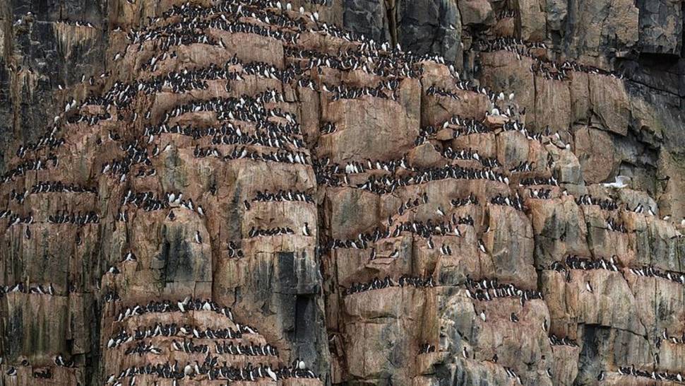 Brunnich's Guillemot Bird Bazaar in Svalbard - Best Time