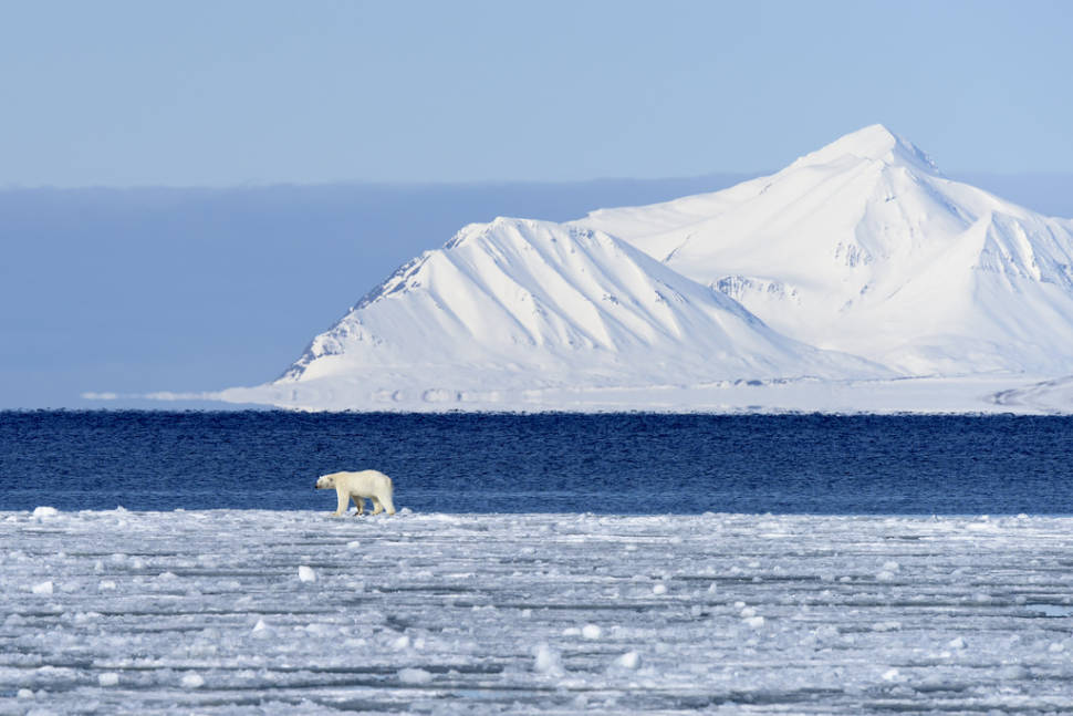 Best time for Polar Bear Watching in Svalbard