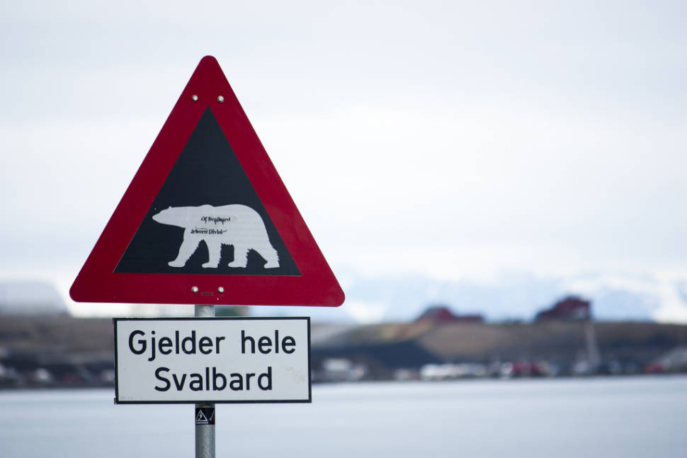 Polar Bear Watching in Svalbard - Best Season
