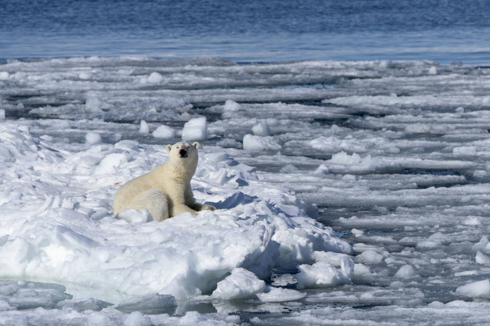Best time to see Polar Bear Watching in Svalbard