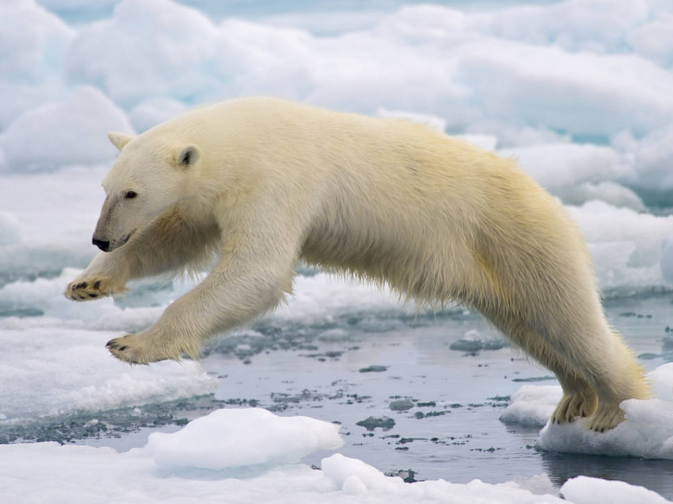 Polar Bear Watching in Svalbard - Best Time