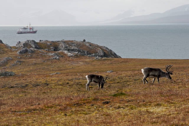 Best time for Reindeer in Svalbard