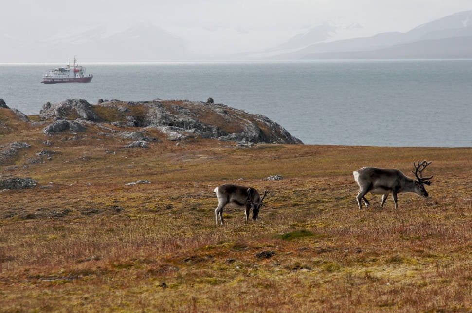 Best time for Reindeer in Svalbard