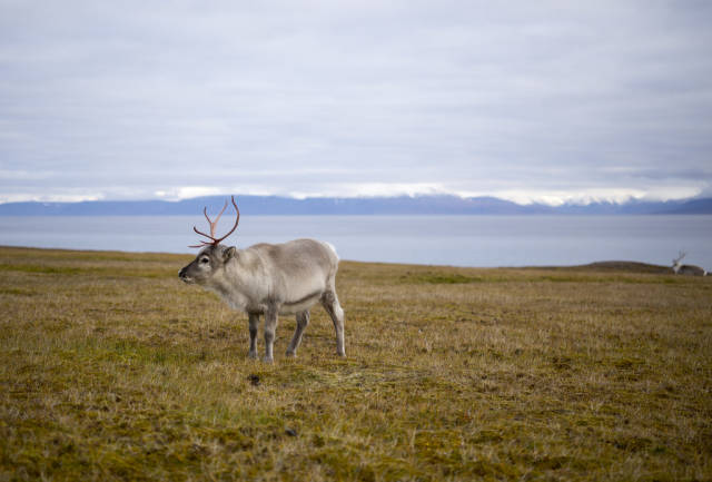 Best time to see Reindeer in Svalbard