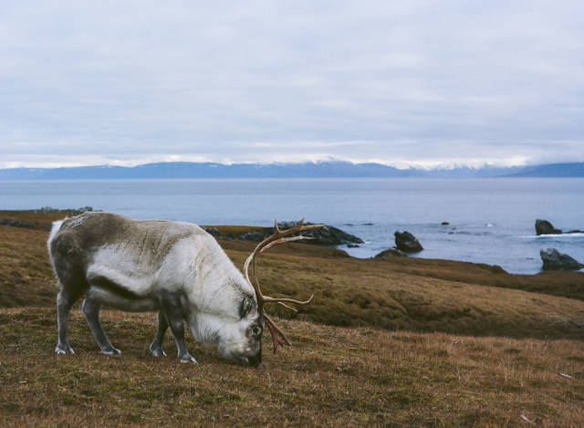 Reindeer in Svalbard - Best Season