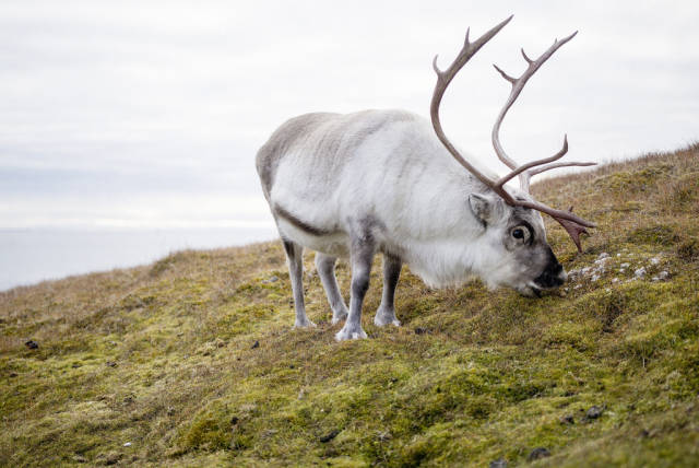 Reindeer in Svalbard - Best Time