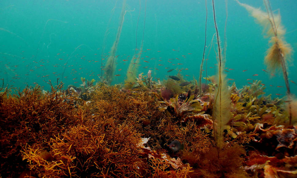 Diving in Sweden - Best Season