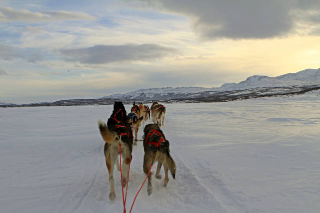 Best time for Dogsledding in Swedish Lapland in Sweden