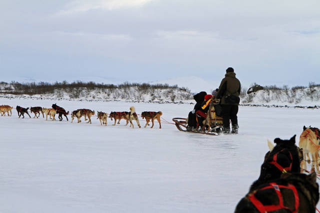 Dogsledding in Swedish Lapland in Sweden - Best Season
