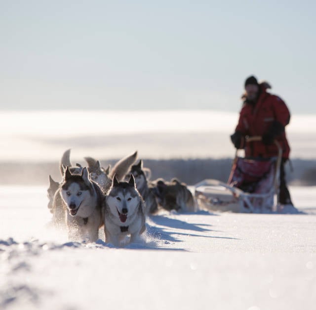 Dogsledding in Swedish Lapland in Sweden - Best Time