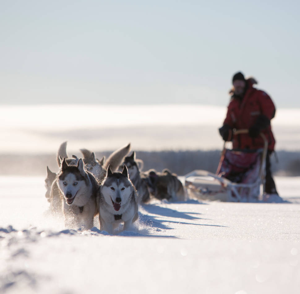 Dogsledding in Swedish Lapland in Sweden - Best Time