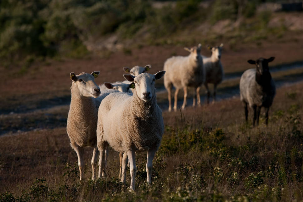 Best time for Gotland Pelt Sheep in Sweden