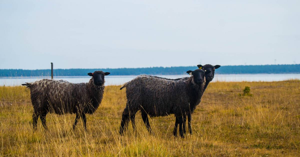 Gotland Pelt Sheep in Sweden - Best Time