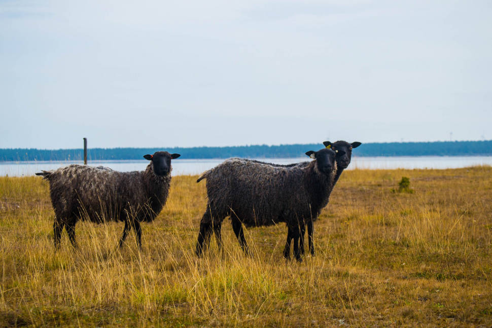 Gotland Pelt Sheep in Sweden - Best Time
