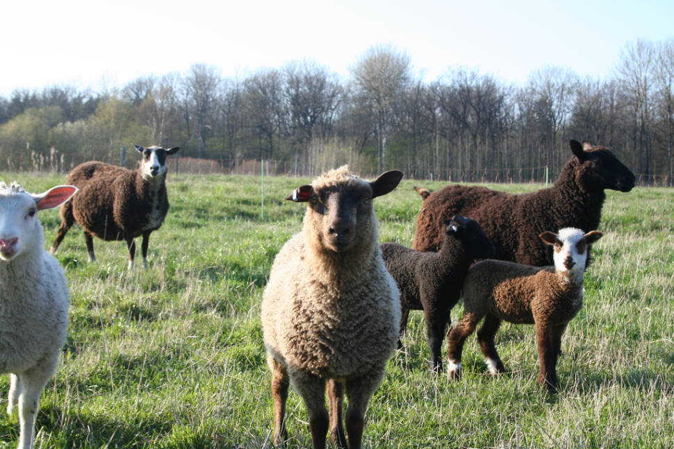 Gotland Pelt Sheep in Sweden - Best Season