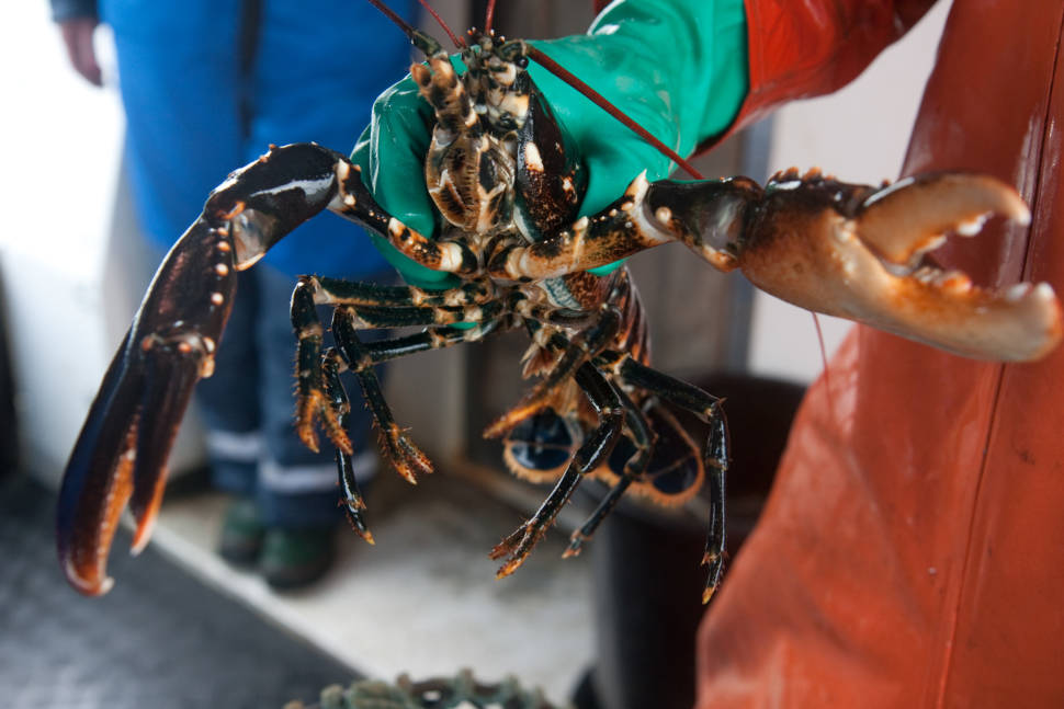 Lobster Season in Sweden - Best Season