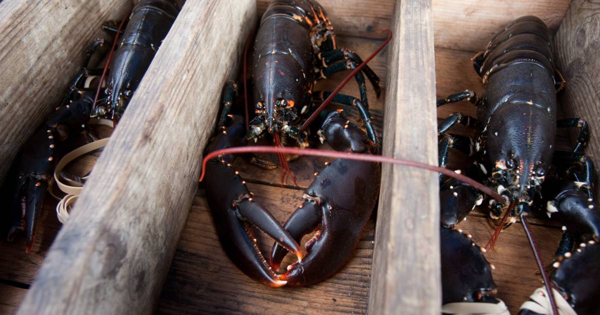 Lobster Season in Sweden - Best Time