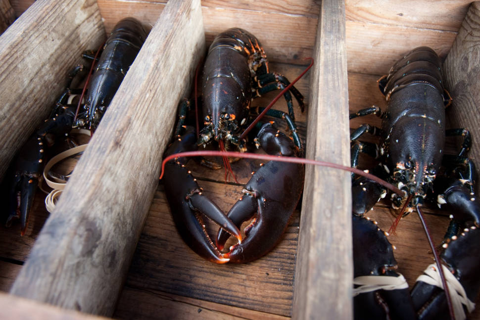 Lobster Season in Sweden - Best Time