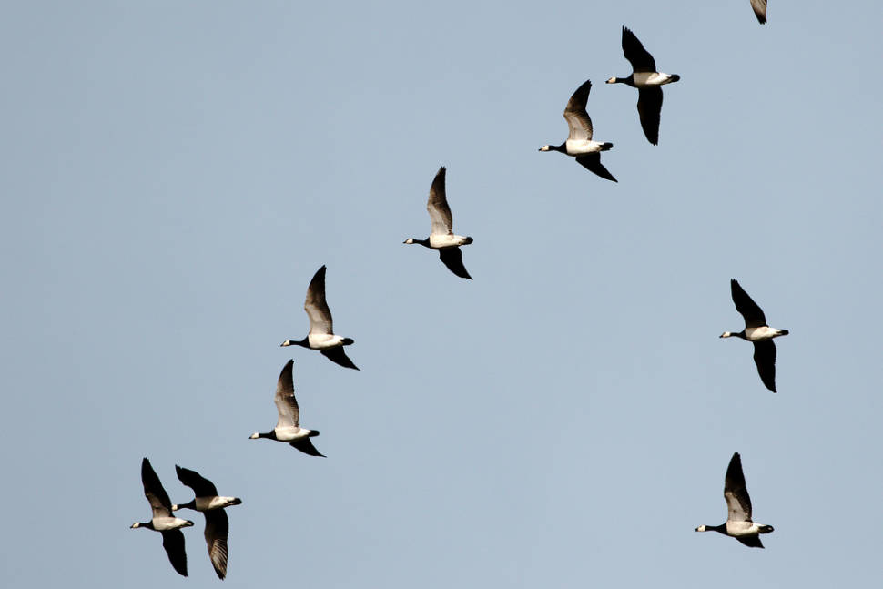 Best time to see Migrating Birds at Falsterbo in Sweden