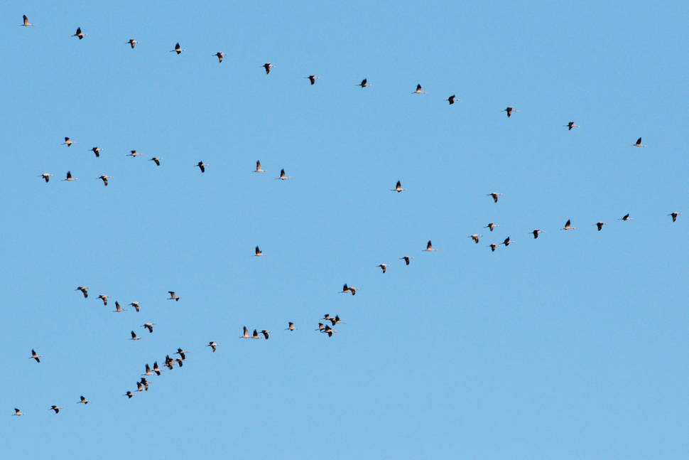 Best time for Migrating Birds at Falsterbo in Sweden