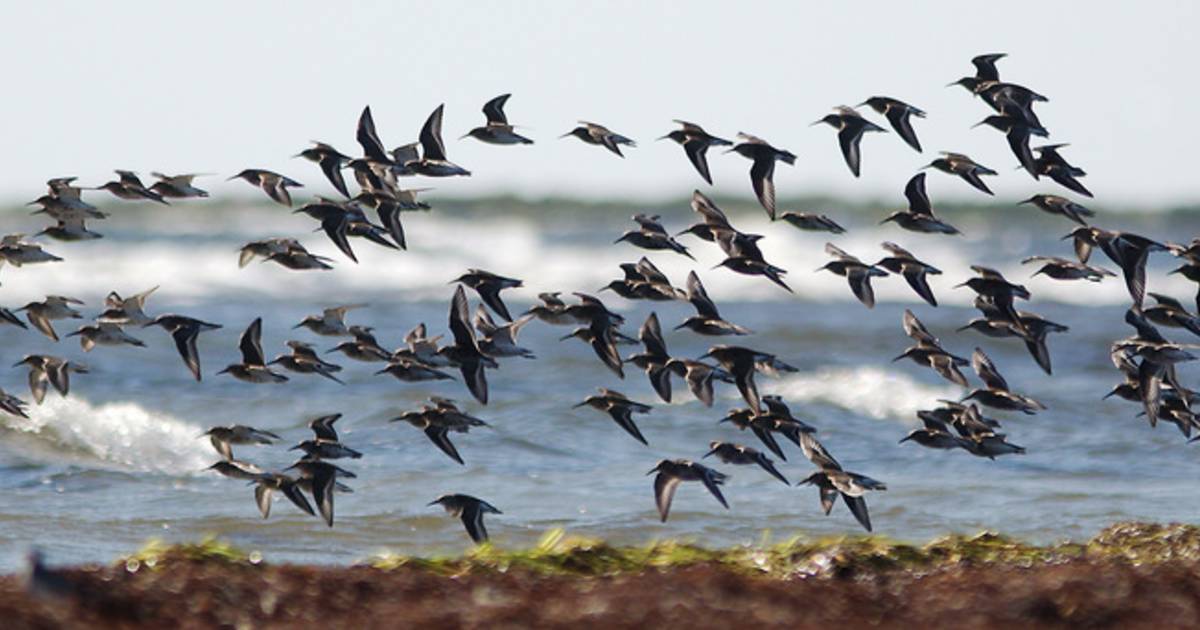 Migrating Birds at Falsterbo in Sweden - Best Time