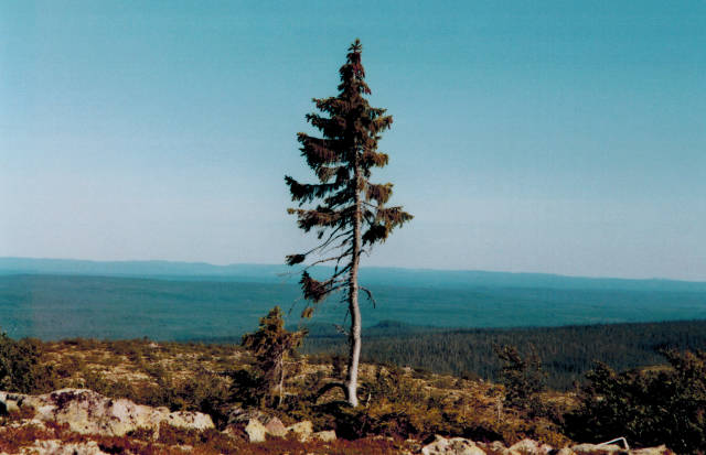 Old Tjikko in Sweden - Best Time