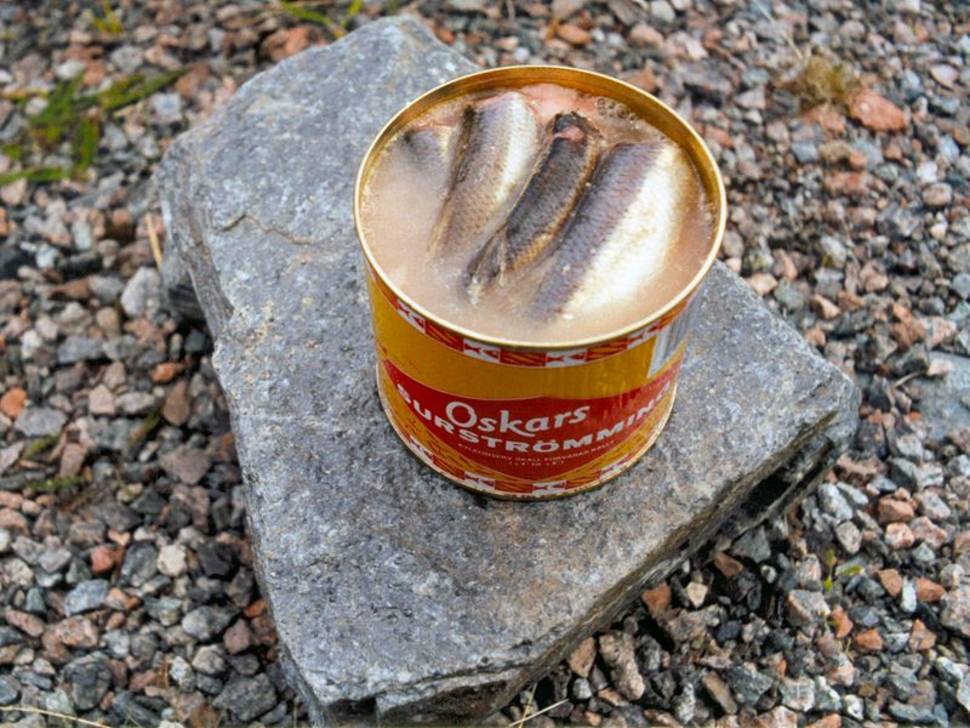 Surströmming or Sour Herring in Sweden - Best Season