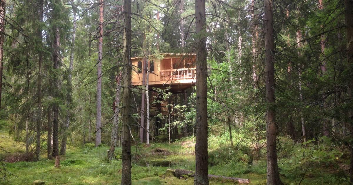 Tree House Hotel in Sweden - Best Time