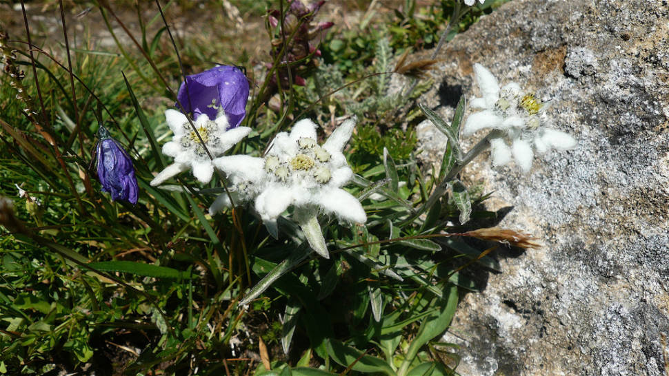 Edelweiss