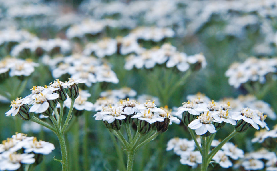 Yarrow