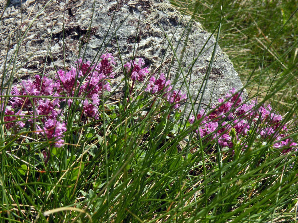 Alpine thyme