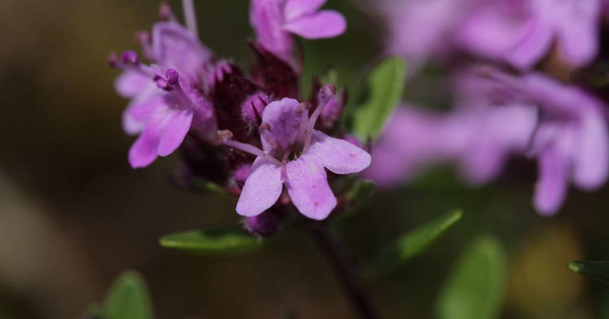 Alpine Herbs in Switzerland - Best Time