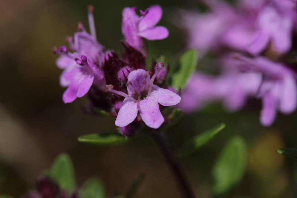 Alpine Herbs in Switzerland - Best Time