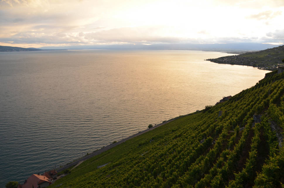 Best time for Grape Harvest and Wine Season in Switzerland