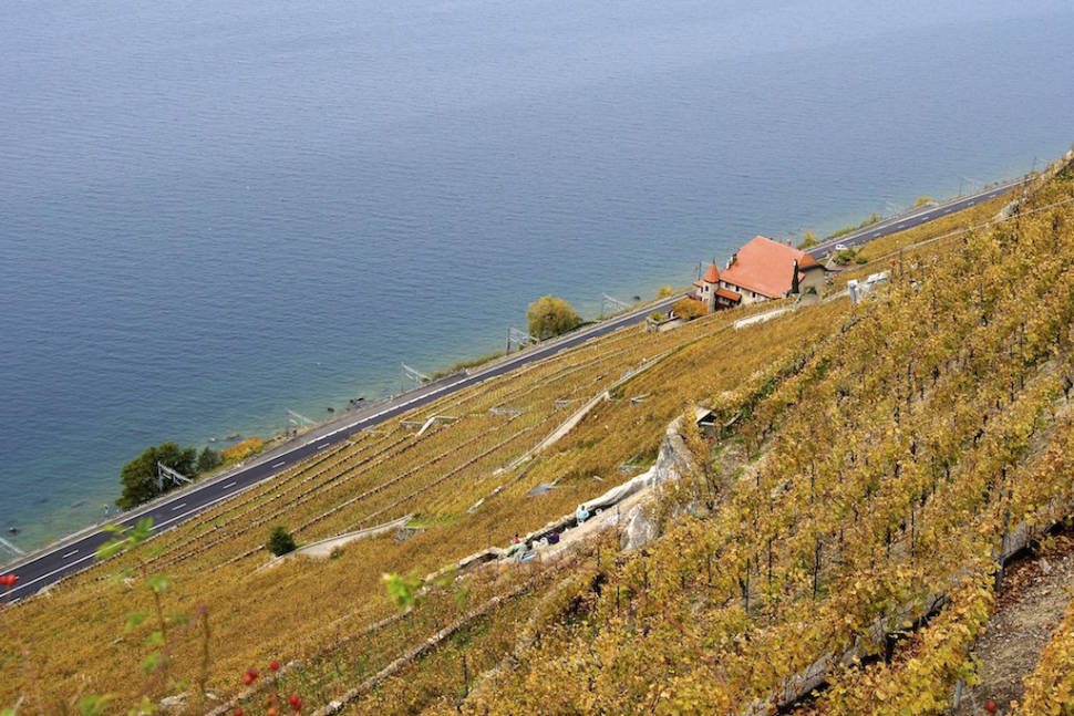 Grape Harvest and Wine Season in Switzerland - Best Time