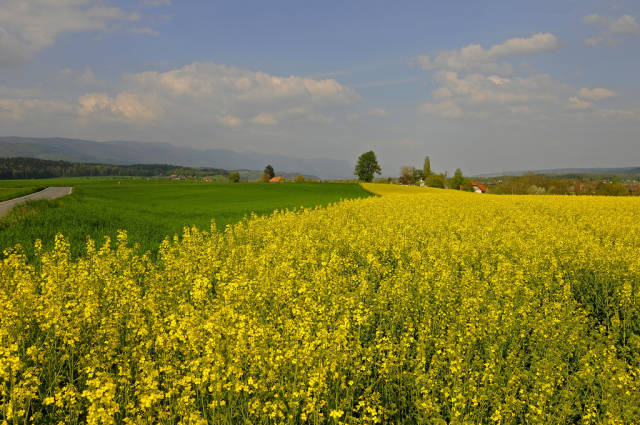 Mustard Fields in Bloom in Switzerland - Best Season