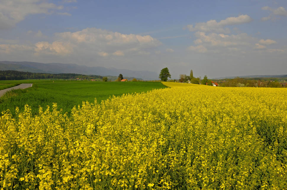 Mustard Fields in Bloom in Switzerland - Best Season