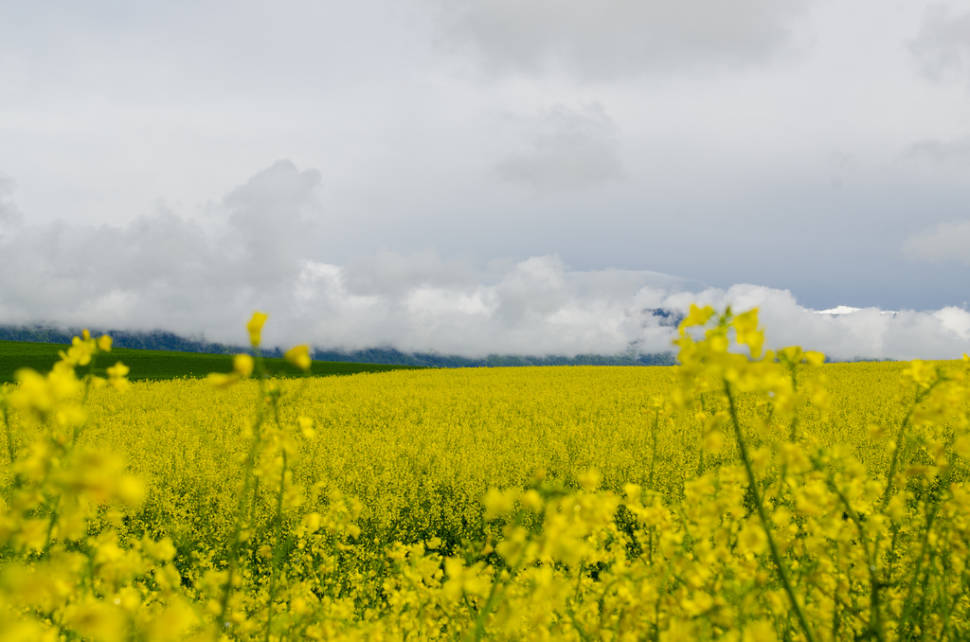 Mustard Fields in Bloom in Switzerland - Best Time
