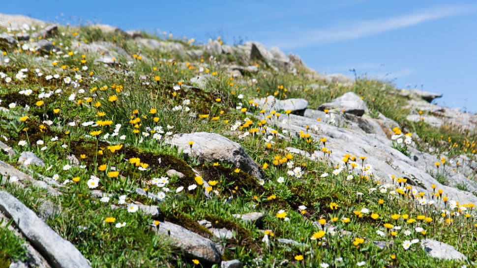 Best time for Ticino Flower Fields in Switzerland