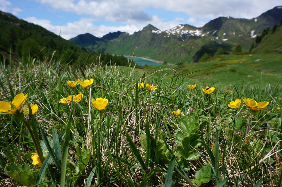 Ticino Flower Fields in Switzerland - Best Season