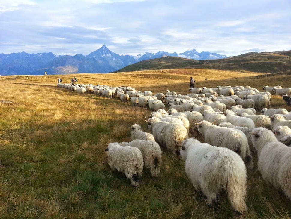 Herd in Heidadorf Visperterminen