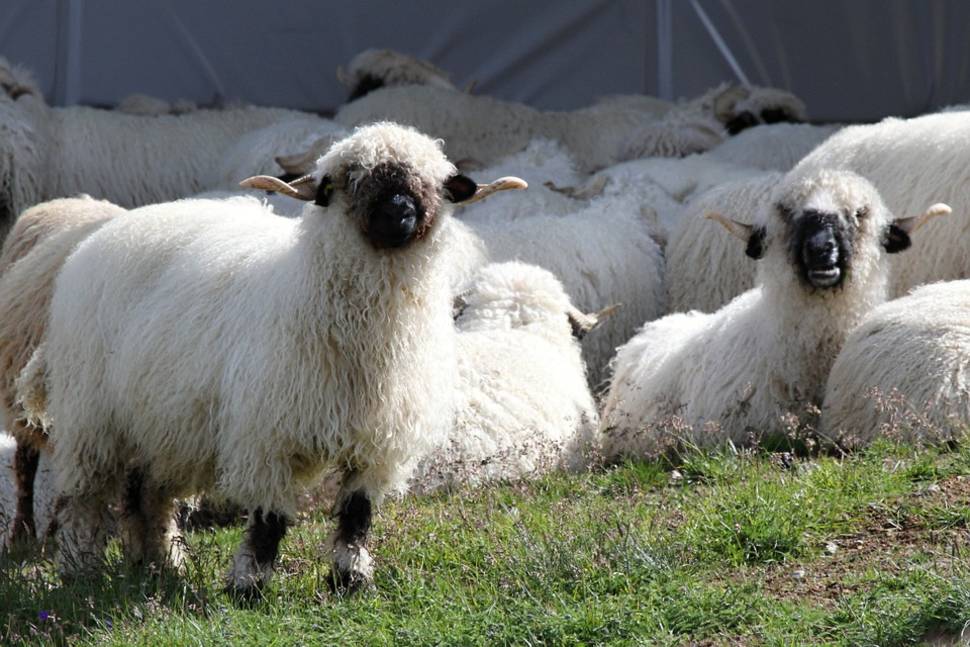 Valais Blacknose Sheep in Switzerland - Best Season