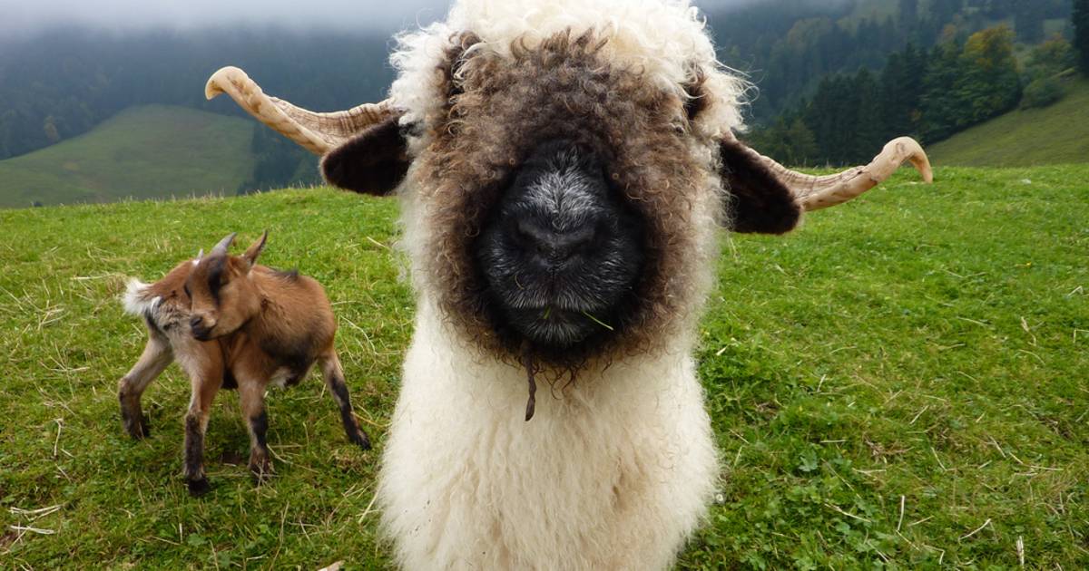 Valais Blacknose Sheep in Switzerland - Best Time