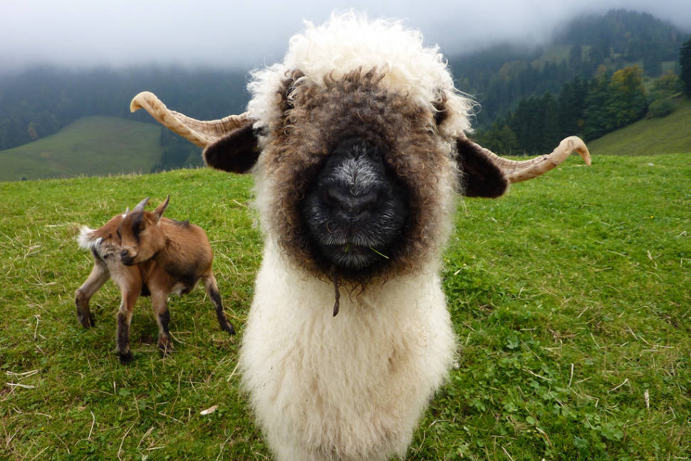 Valais Blacknose Sheep in Switzerland - Best Time