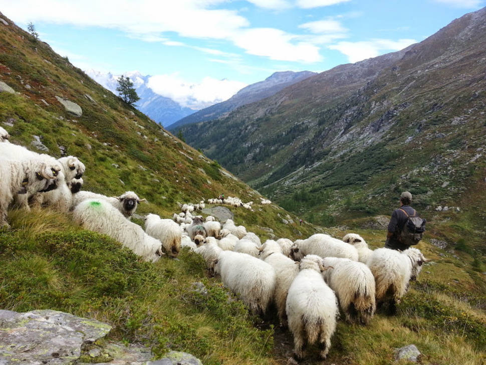 Herd in Heidadorf Visperterminen